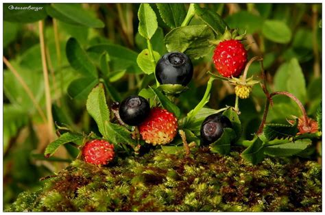 ~ Beeren des Waldes ~ Foto & Bild | pflanzen, pilze & flechten, früchte ...