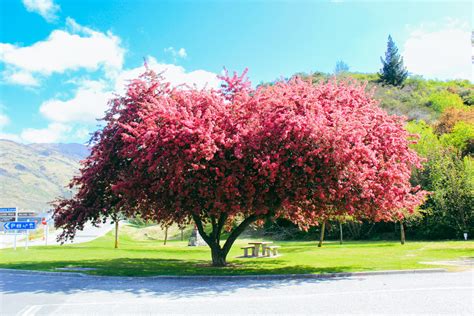 Flowering Malus Crabapple🌸 Easy Big Trees
