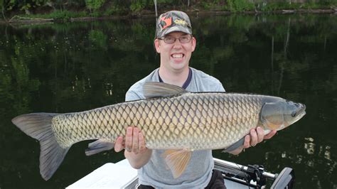 A Nice 295 Lb Grass Carp Caught On The Surface Using Floating Fish