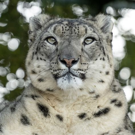 International Snow Leopard Day At The Big Cat Sanctuary The Big Cat