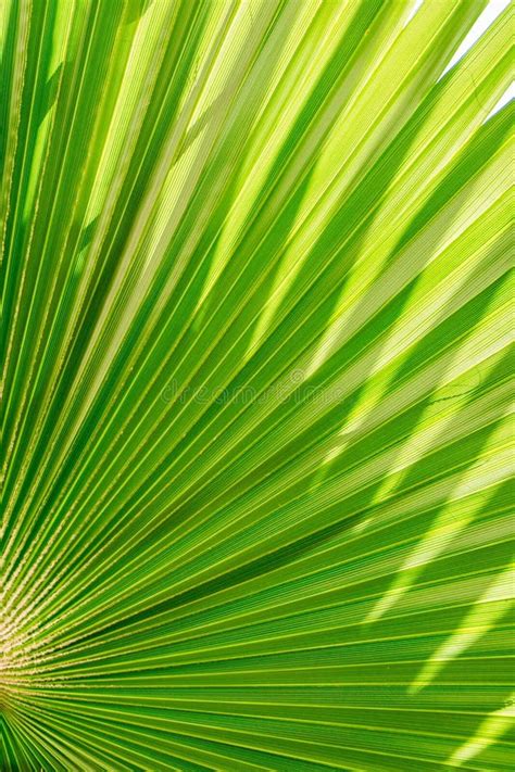 Green Palm Leaf Texture Close Up Stock Photo Image Of Growth