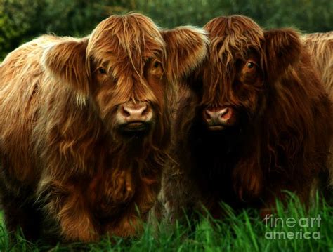 17 Best Images About Scottish Animals Highland Cows On Pinterest