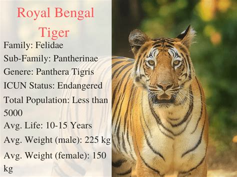 Royal Bengal Tiger How They Look Like What They Eat Unique Facts