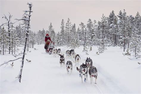 Dog Sledding In Sweden The Ultimate Experience Visit Sweden