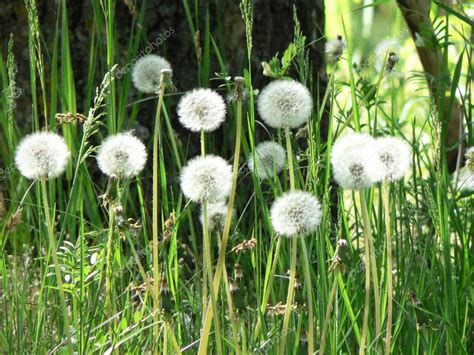 White Dandelions In Green Grass — Stock Photo © Satinka 1226143