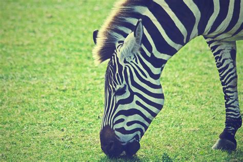 Free Images Zebra Mammal Terrestrial Animal Wildlife Green