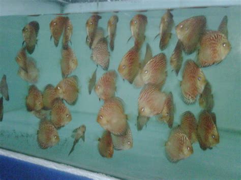 Discus Fish Farm Offer For Sale Adoption From Penang