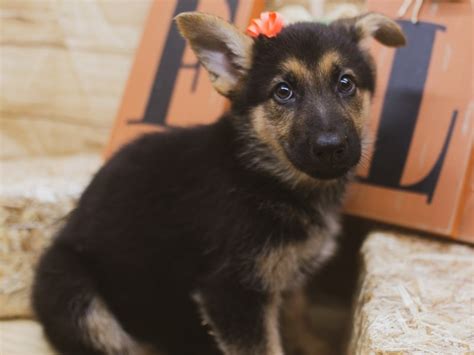 Only 3 males left, the rest have already been adopted. German Shepherd-DOG-Female-Black & Gold-2840115-Petland Wichita, KS