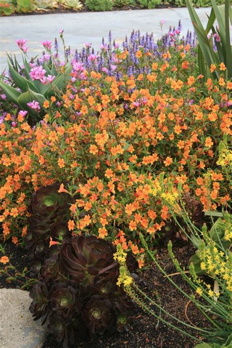 Get the best deal for orange bush floral décor from the largest online selection at ebay.com. PlantFiles Pictures: Diplacus Species, Broadleaf Monkey ...