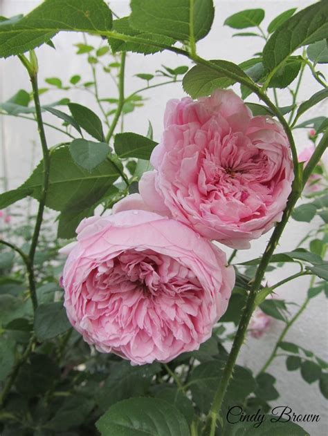 Spirit of freedom, a gorgeous david austin rose. 16 best images about Spirit of freedom - David Austin Rose ...
