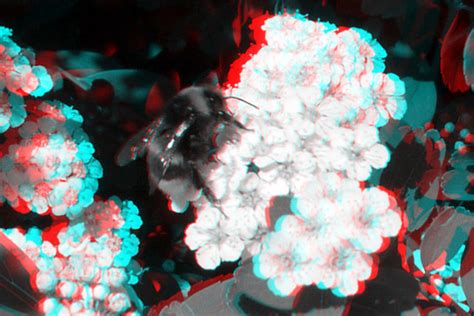 bee on flowers 3d anaglyph stereo red cyan wim hoppenbrouwers flickr