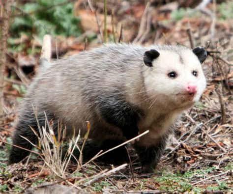 Opossum Trapping And Removal Opossum Under Your Porch Or Shed Wildlife
