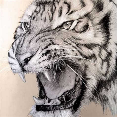 We did not find results for: Gambar Mewarnai Harimau - GAMBAR MEWARNAI HD