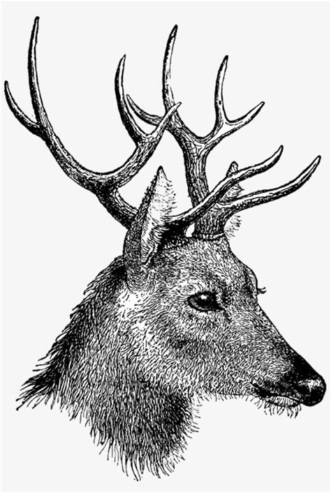 Vintage Deer Head Stag Head Drawing Side Free Transparent Png