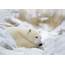 Great Ice Bear  Arctic Adventure World NZ