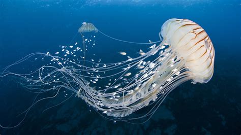 Ten Things You Might Not Know About Jellyfish CGTN