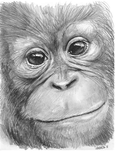 Orangutan In Graphite By Gregchapin On Deviantart Pencil Drawings Of