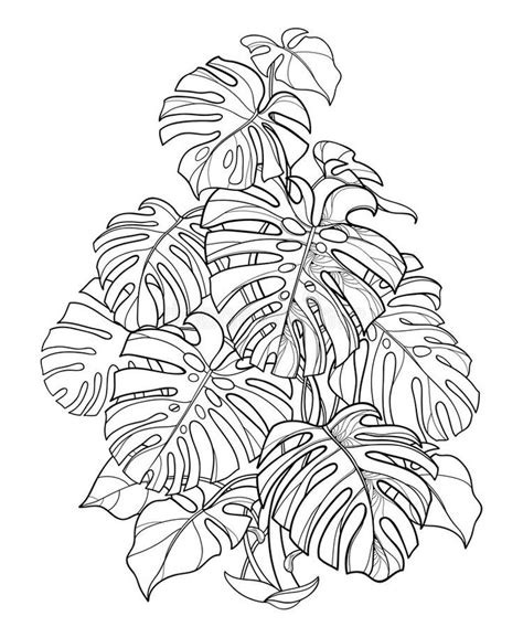 Vector Bush Of Outline Tropical Monstera Or Swiss Cheese Plant In Black