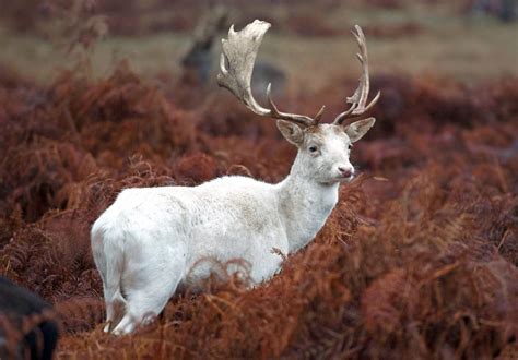 Rare White Buck Spotted In London Park Storytrender