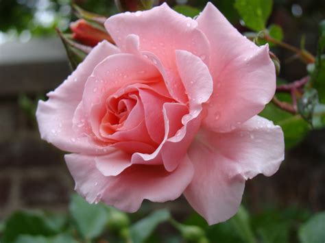Maybe you would like to learn more about one of these? Pink Rose In The Secret Garden. Photo taken at the ...