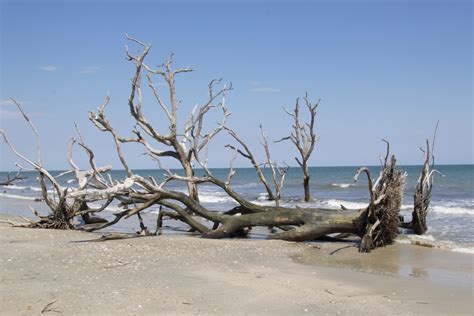 Free Images Beach Landscape Driftwood Sea Coast Tree Nature