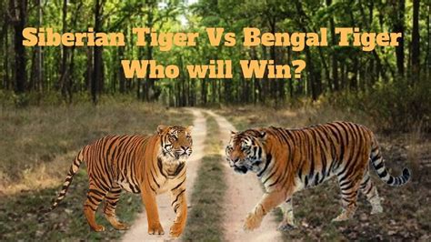 Siberian Tiger Vs Bengal Tiger Who Will Win Jungle Safari Youtube