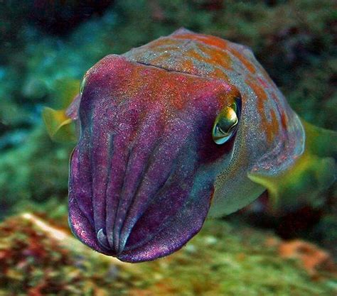 118 Best Images About Octopus Squid Cuttlefish