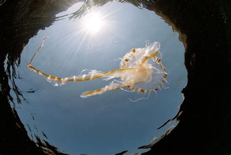 Compass Jellyfish Photograph By Andy Daviesscience Photo Library