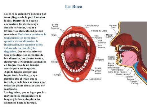 Sistema Digestivo Cavidad Bucal Cavidad Oral Boca Humana