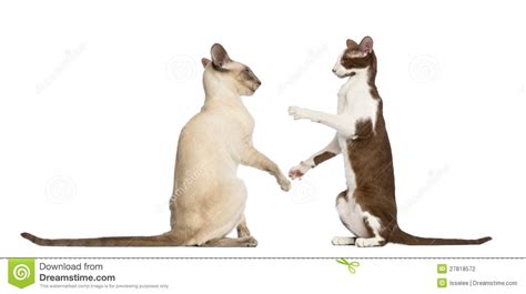 Two Oriental Shorthairs Sitting Stock Photo - Image of cats, sitting: 27818572