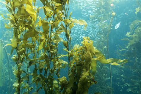 Giant Kelp Macrocystis Pyrifera Monterey Bay Aquarium Flickr