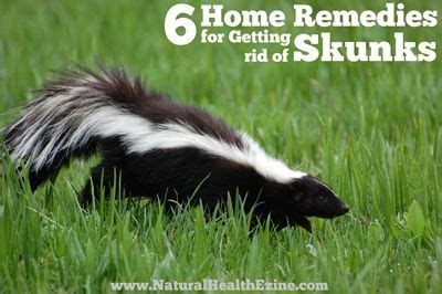 You can buy specialty skunk food. Keep skunks out of your garden and away from your home and ...