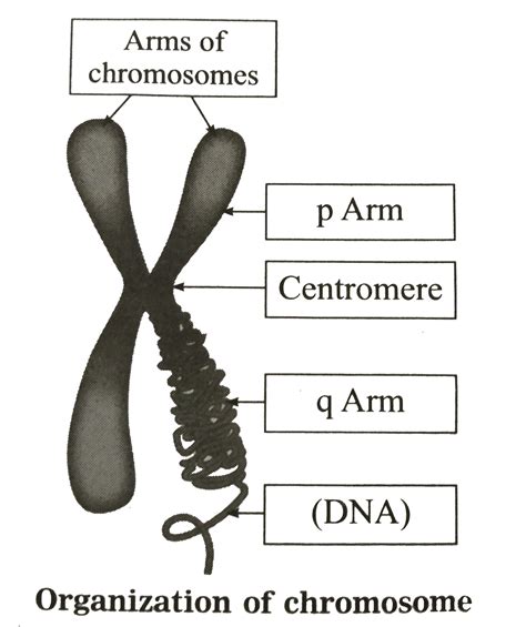 Draw A Neat Diagram Of The Structure Of Chromosome And Label The Parts