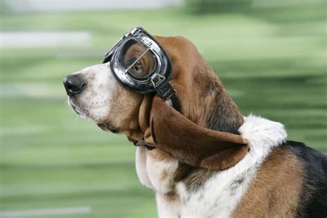 Dog Basset Hound Wearing Goggles 1290876 Framed Prints