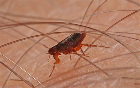 Top 8 Flea Home Remedies Pest Control Tips