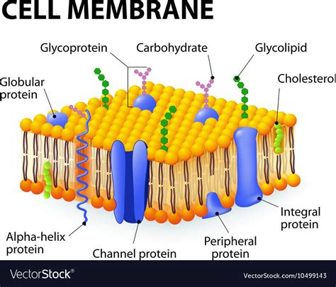 In animals, the cell membrane establishes this separation alone, whereas in yeast, bacteria and plants. Cell membrane Royalty Free Vector Image - VectorStock