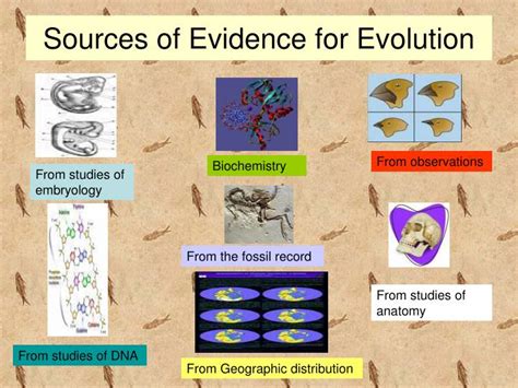 Ppt Biology 101 Evidence Of Evolution Powerpoint Presentation Id