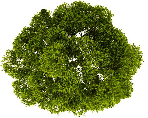 Tree Plan Png Top View Trees Clipart Transparent Free Download Free