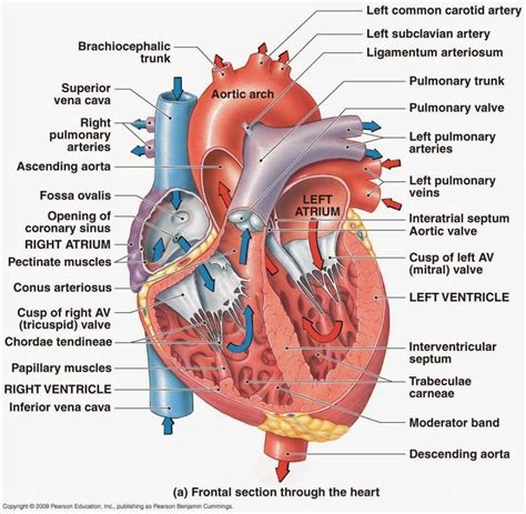 Labeled Heart Model Anatomy Human Heart Model Labeled Anatomical Heart