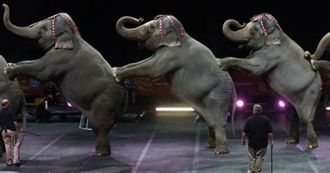 Should Circuses Be Animal Free The New York Times