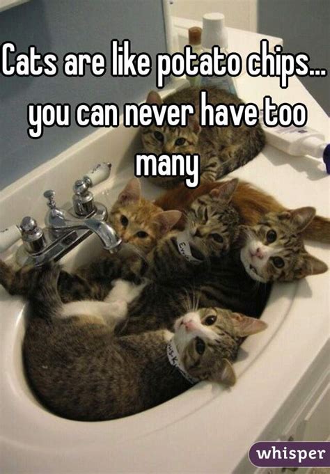 However, microchipping cats ensures that they can be properly and quickly identified by a veterinarian or animal shelter. Cats are like potato chips... you can never have too many