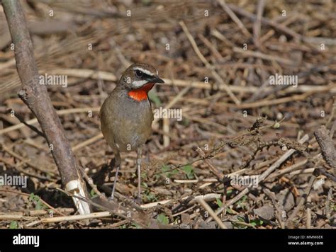 Siberian Rubythroat Luscinia Calliope Adult Male On Ground Beidaihe