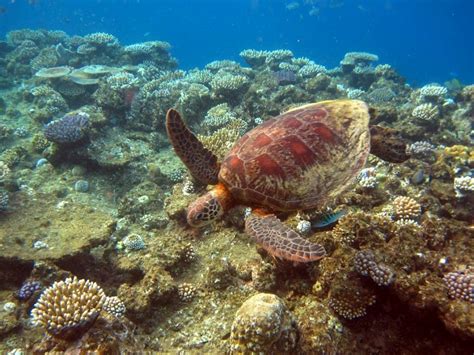 Onderwaterfotos Great Barrier Reef Australia Animals