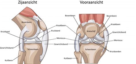 Kijkoperatie Van De Knie Folder Catharina Ziekenhuis