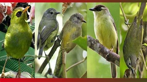Terkeren 27+ Gambar Kartun Burung Pleci Lucu - Gani Gambar