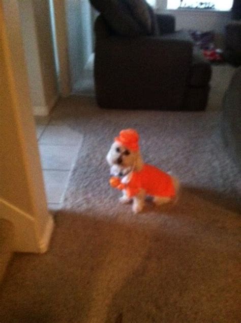 Dumb And Dumber Lloyd Tux Dog Costume Orange With Same Day Shipping