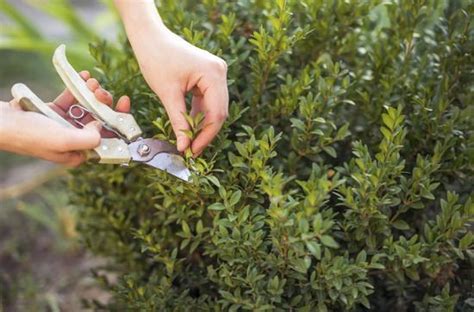 Everything About Pruning Herbs The Right Way Box Wood Shrub Boxwood