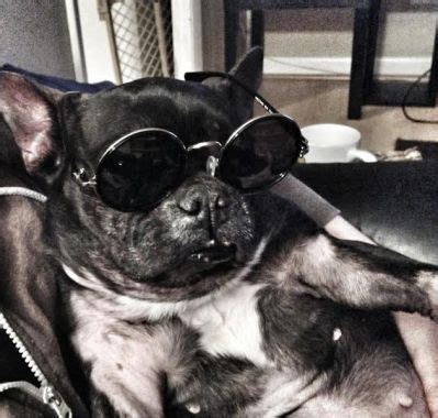 For the love of frenchies please do your homework before buying a french bulldog. French Bulldog Rescue Network :: Eye Health