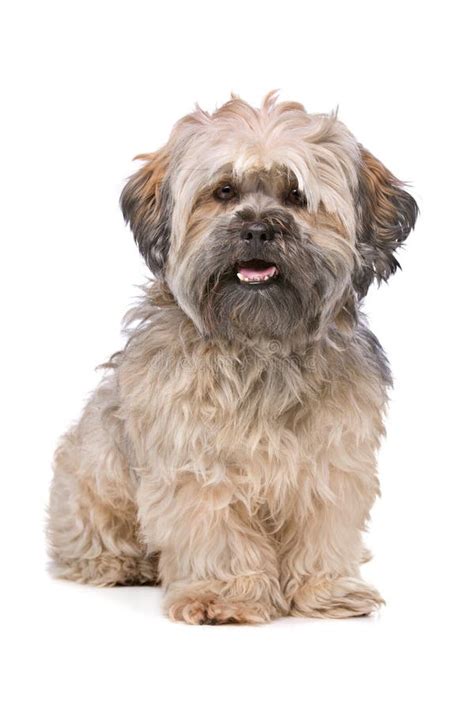 Mixed Breed Small Fluffy Dog Stock Image Image Of Small Mongrel