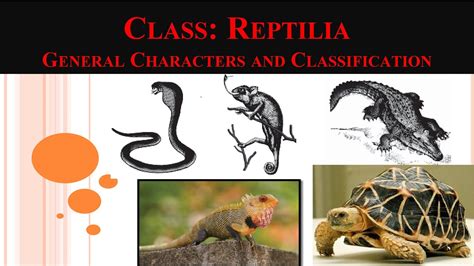 Class Reptilia Reptiles Reptilia Characters And Classification